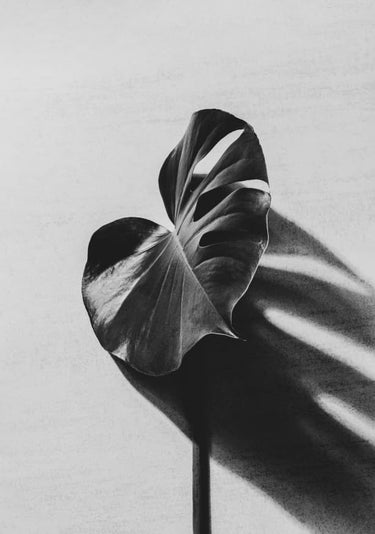 Quadro Green Leaf Monstera with Shadow B&w By Andre Solovie