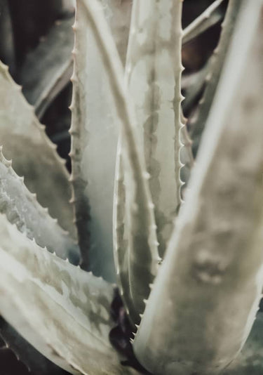 Quadro Aloe 001 By 1x Studio