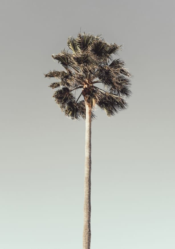 Quadro Palm 001 By 1x Studio