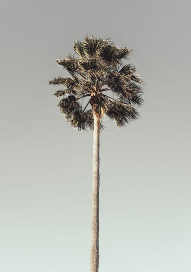 Quadro Palm 001 By 1x Studio