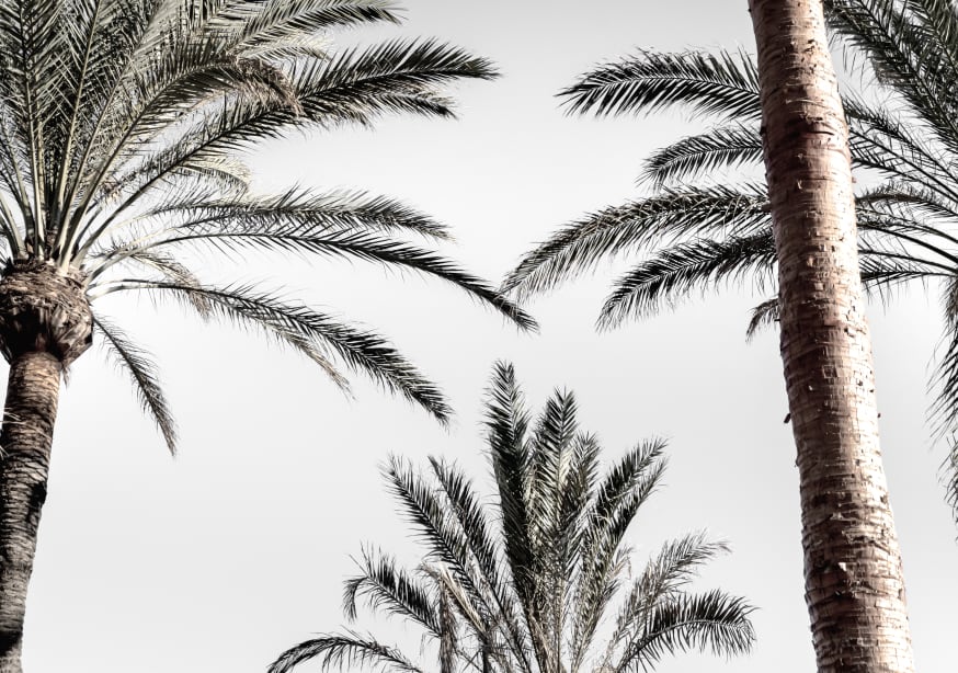 Quadro Palm 007 By 1x Studio