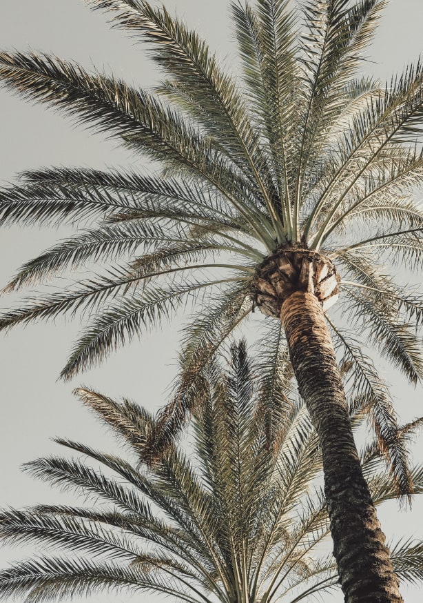 Quadro Palm 005 By 1x Studio