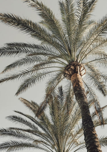 Quadro Palm 005 By 1x Studio