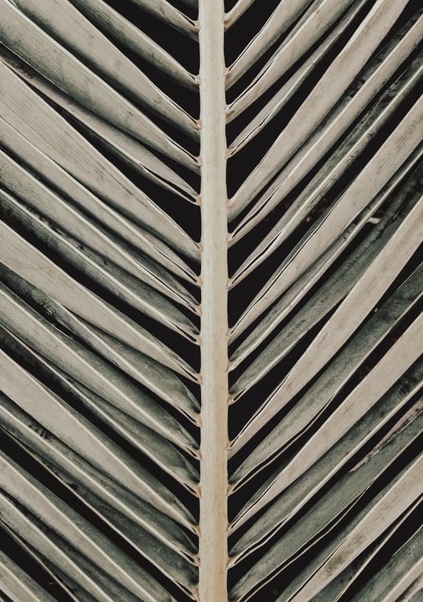 Quadro Palmblad 005 By 1x Studio