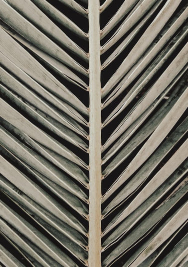 Quadro Palmblad 005 By 1x Studio