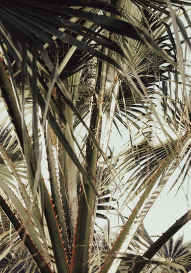 Quadro Palmblad 006 By 1x Studio