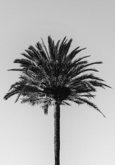 Quadro Palm 003 By 1x Studio