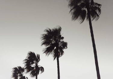 Quadro Palm 004 By 1x Studio