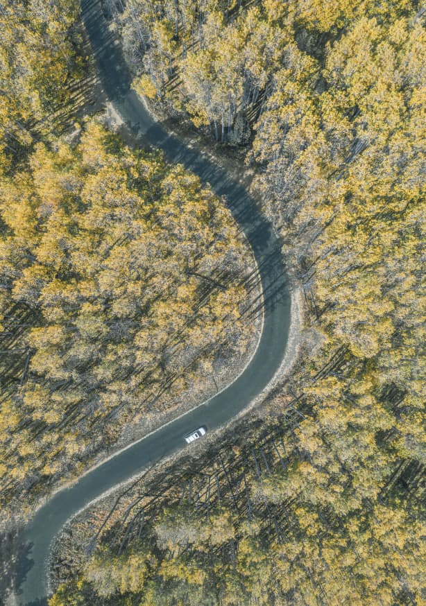 Quadro Forest in Fall By Yimei Sun
