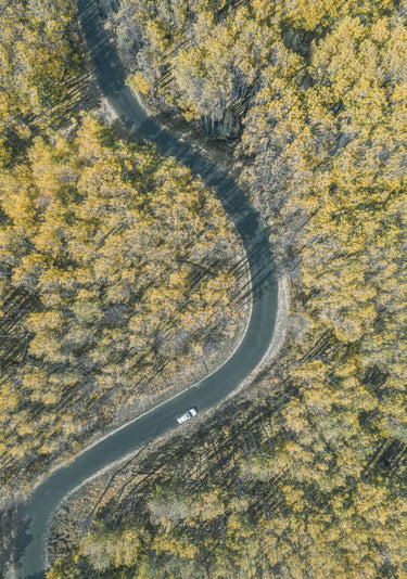 Quadro Forest in Fall By Yimei Sun