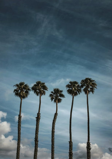 Quadro Five Palms By Tim Mossholder