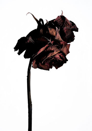 Quadro Dried Flower By Shiro Miyake