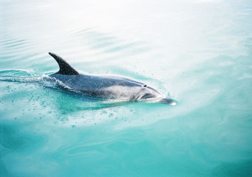 Quadro Dolphin Nz Northern By Raisa Zwart