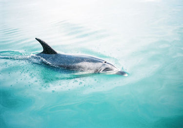 Quadro Dolphin Nz Northern
