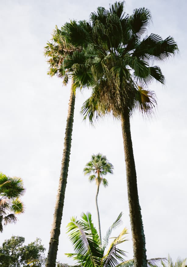 Quadro Find Me Under the Palm Tree By Raisa Zwart