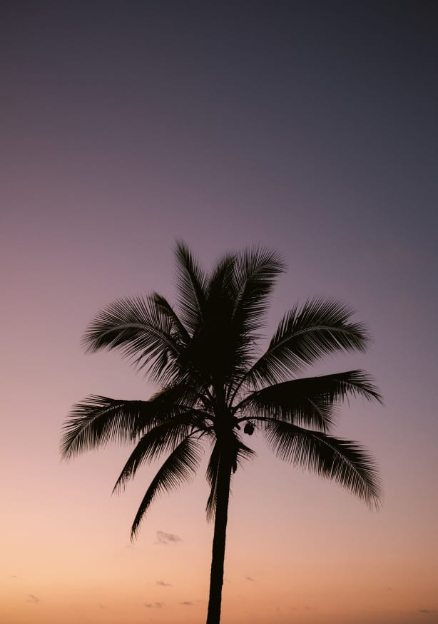 Quadro Costa Rica Palm Tree By Raisa Zwart