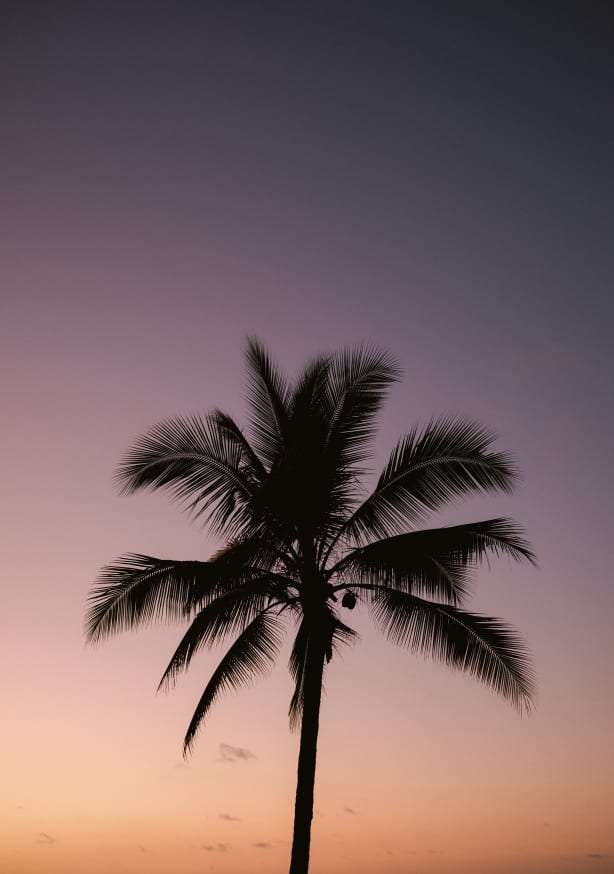 Quadro Costa Rica Palm Tree