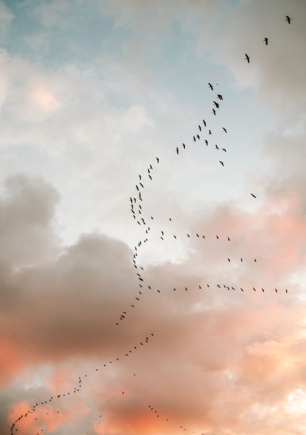 Quadro Birds of Paradise By Raisa Zwart