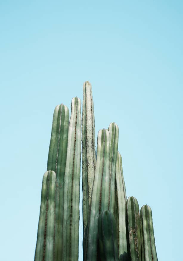 Quadro Cacti By Raisa Zwart