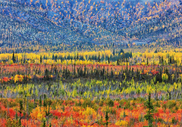 Quadro Fall Color in the Mountain By Jun Zuo