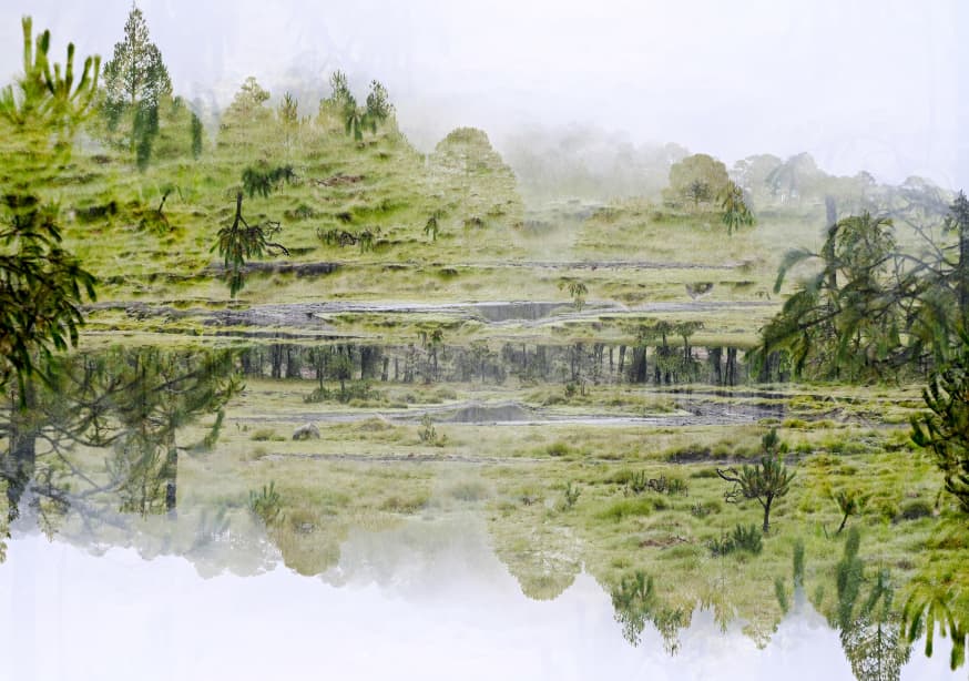 Quadro Endless Forest By Viktoria Czegledi