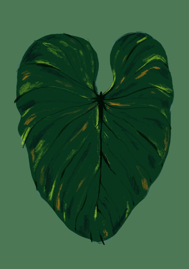 Quadro Philodendron Gloriosum Green