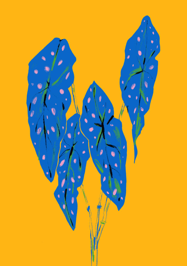Quadro Begonia Maculata Blue and Yellow By Francesco Gulina