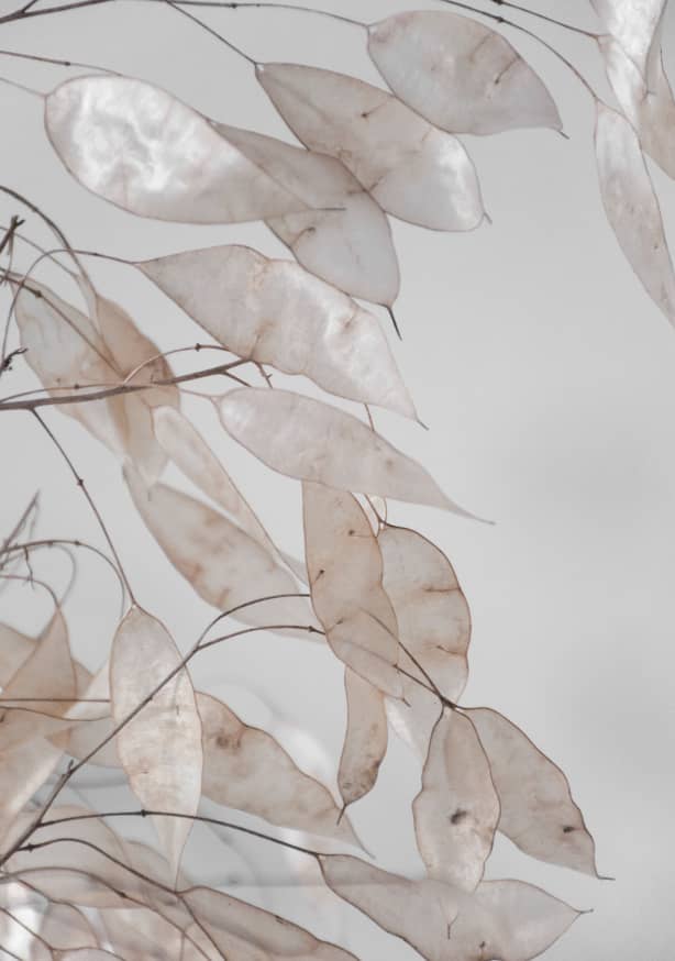 Quadro Abstract Branches Collected in the Forest