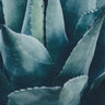 Quadro Agave - Obrah | Quadros e Posters para Transformar a Parede