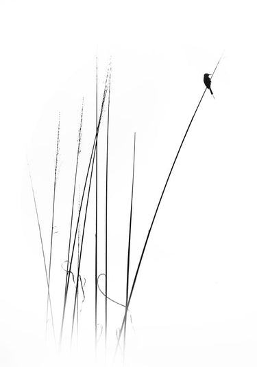 Quadro A Sabbatical By Swapnil. - Obrah | Quadros e Posters para Transformar a Parede