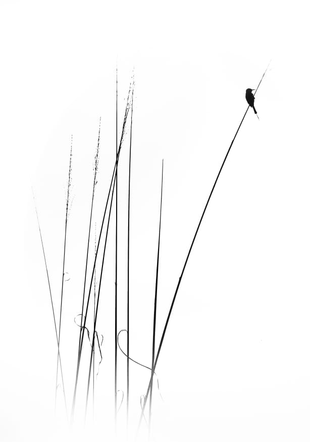 Quadro A Sabbatical By Swapnil. - Obrah | Quadros e Posters para Transformar a Parede