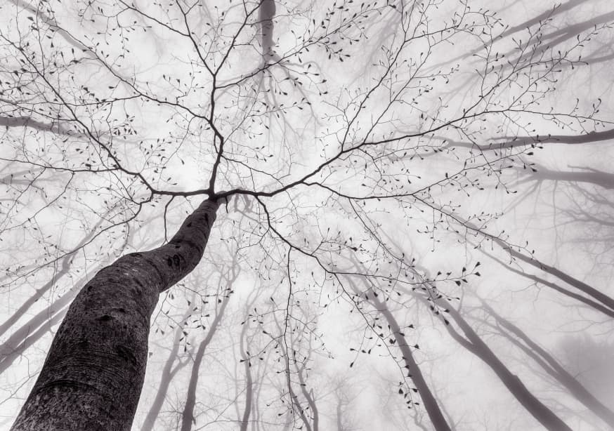 Quadro A View of the Tree Crown by Tom Pavlasek - Obrah | Quadros e Posters para Transformar a Parede