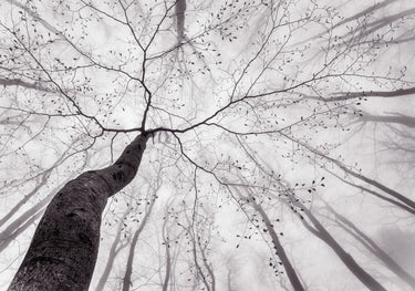 Quadro A View of the Tree Crown by Tom Pavlasek - Obrah | Quadros e Posters para Transformar a Parede