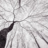 Quadro A View of the Tree Crown by Tom Pavlasek - Obrah | Quadros e Posters para Transformar a Parede