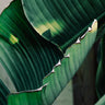 Quadro Banana Leaf - Obrah | Quadros e Posters para Transformar a Parede