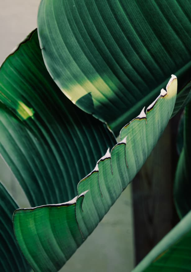 Quadro Banana Leaf - Obrah | Quadros e Posters para Transformar a Parede
