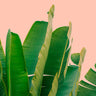 Quadro Banana Leaves - Obrah | Quadros e Posters para Transformar a Parede