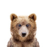 Quadro Bear - Obrah | Quadros e Posters para Transformar a Parede