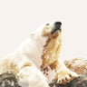 Quadro Bear Main - Obrah | Quadros e Posters para Transformar a Parede