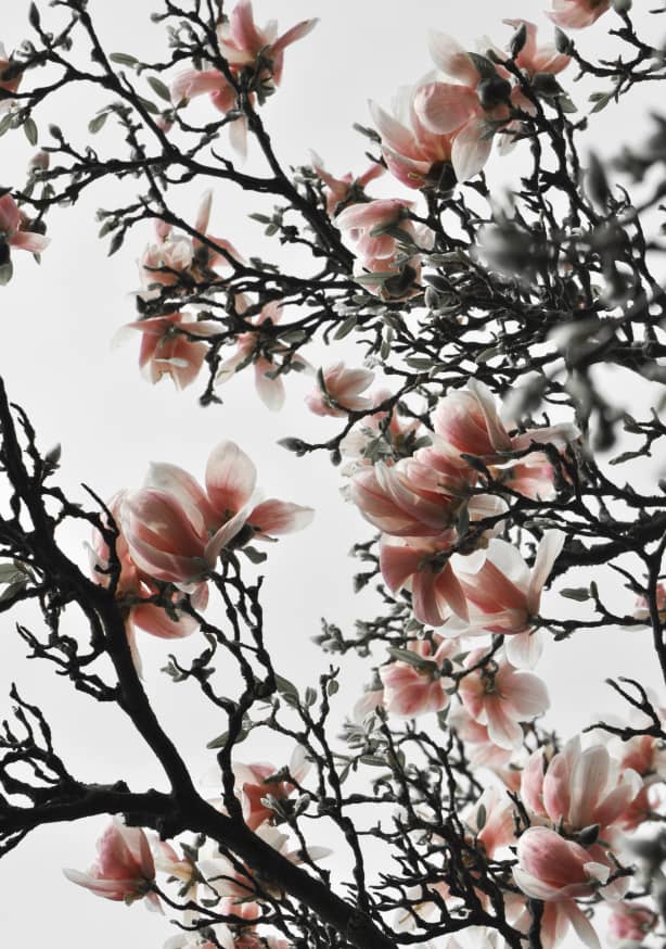 Quadro Beautiful Blush Magnolia - Obrah | Quadros e Posters para Transformar a Parede