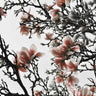 Quadro Beautiful Blush Magnolia - Obrah | Quadros e Posters para Transformar a Parede
