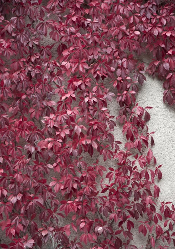 Quadro Beauty of Autumn