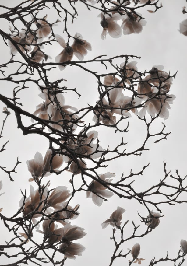 Quadro Beige Sand Magnolia Dream - Obrah | Quadros e Posters para Transformar a Parede