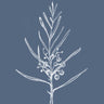 Quadro Blackwood Sapling - Obrah | Quadros e Posters para Transformar a Parede