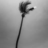 Quadro Black and White Palm Tree - Obrah | Quadros e Posters para Transformar a Parede