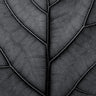 Quadro Black Leaf Fiddle Leaf Fig Tree - Obrah | Quadros e Posters para Transformar a Parede