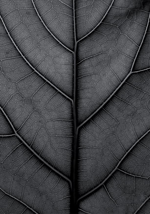 Quadro Black Leaf Fiddle Leaf Fig Tree - Obrah | Quadros e Posters para Transformar a Parede