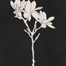 Quadro Black Magnolia - Obrah | Quadros e Posters para Transformar a Parede