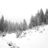 Quadro Black River White Winter Forest - Obrah | Quadros e Posters para Transformar a Parede