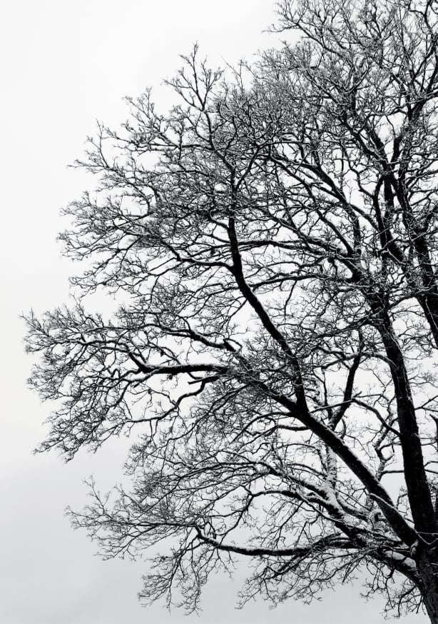 Quadro Black White Abstract Winter Tree - Obrah | Quadros e Posters para Transformar a Parede